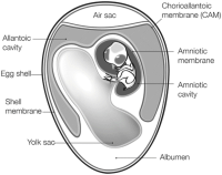 Anatomical features of an embryonated chicken egg at approximately 11 days of incubation