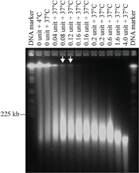 PFGE of rice chromatin partially digested by DNase I.