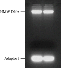 Low melting point agarose (0.8 %) gel electrophoresis of adaptor I-ligated HMW DNA.