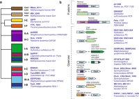 Phylogeny of Cas1 and its associations with other genes.