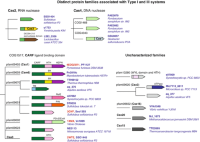 Associated immunity components of CRISPR-Cas systems.