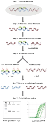 Schematic of major steps of the chromatin immunoprecipitation assay