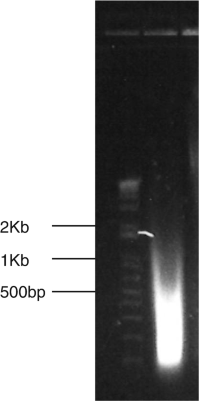 Gel electrophoresis of reverse-cross-linked DNA after sonication