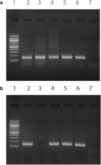 Conventional ferret coronavirus RT-PCRRT-PCR .