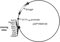 Schematic diagram of the recombination vector for insertion of genes into a vaccinia virus genome using TDSTDS .