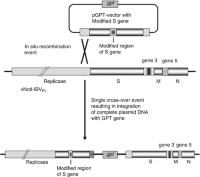 Schematic diagram demonstrating the TDSTDS method for integrating a modified IBV sequence into the full-length IBV cDNA within the genome of a recombinant vaccinia virus (vNotI-IBVFL).