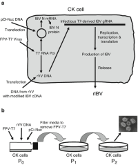 A schematic representation of the recovery process for obtaining rIBV from DNADNA isolated from a recombinant vaccinia virus containing a full-length IBV cDNA under the control of a T7 promoter.