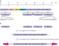 Schematic representation of the strategy to introduce approximately two-thirds of the FCoV cDNA into the vaccinia virus genome.