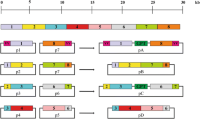 Generation of plasmids required for the introduction of the full-length FCoV genome into the vaccinia virus genome by vaccinia virus-mediated homologous recombination.