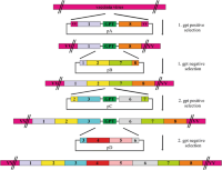 Strategy for introduction of the full-length FCoV cDNA into the vaccinia virus genome by vaccinia virus-mediated homologous recombination.