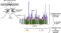 Illustration of TF footprints which can be detected as protected regions from DNase cleavage and the corresponding narrow “valleys” in the cut count profile.