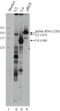 32 P-labeled RNA generated by in vitro transcription of linearized DNA templates.