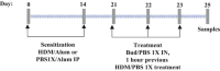 Corticoids: house dust mite (HDM)-induced asthmaasthma model. IP intraperitoneal, IN intranasal, Bud budesonide, PBS phosphate-buffered saline, HDM house dust mite, Alum aluminum hydroxide