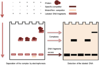 Electrophoretic mobility shift assay basis [4]