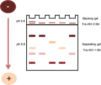 Discontinuous buffer system described by Laemmli