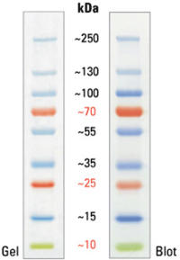 MolecularMolecular weight marker PageRuler™ Prestainer proteinProtein ladder plus 10–250 kDa.