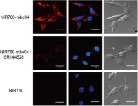 Fluorescent Probe Fluorescent imaging In vivo imaging Fluorescence microscopy Multiplate reader Multiplate reader Cytotoxicity using fluorescent probe NIR760-mbc94 in CB2-mid DBT cells.