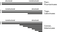Genome structuresRNA self-replicating (replicons) and gene expression strategies of different positive strand RNAVirus positive strand virusesRNA viruses .