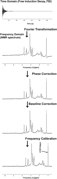 Steps required for the processing of an NMR spectrum.