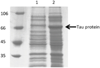 Induction of recombinant Tau expressionexpression in BL21(DE3) bacteriabacteria .