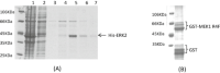 (a) SDS-Polyacrylamide Gel Electrophoresis (SDS-PAGESDS-PAGE ) is run to monitor the preparation steps of His-ERK2.