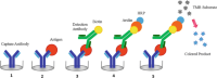 Schematic representation Colorimetric MTT of a sandwich enzyme-linked immunosorbent assay (ELISA).