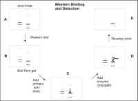 Schematic representation of western blotting and detection procedure.
