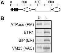 Analysis of the ethylene receptor ETR1Ethylene Receptor ETR1 (ETHYLENE RESPONSE1) by aqueousAqueous two-phase partitioning of Arabidopsis membranes.