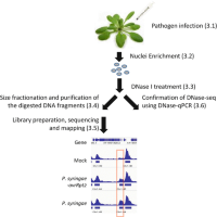 Overview of DNase-seqDNase-seq procedure.