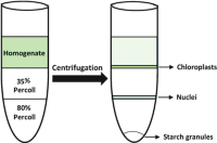 Percoll density gradient centrifugation for nucleus enrichment.