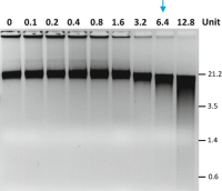 Optimization of DNase I treatment.