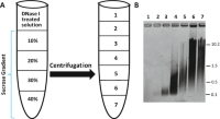 Sucrose density gradient centrifugation for DNA size fractionation.