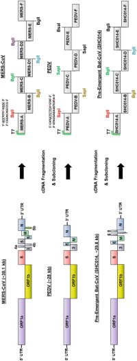 Organization of coronavirus genomes and infections clones used to generate recombinant coronavirus.