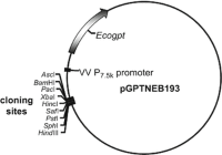 Schematic diagram Reverse genetics systems Coronaviridae Avian coronavirus Infectious Bronchitis Virus (IBV) of the recombination vector for insertion of genes into a vaccinia virus genome using TDS transient dominant selection (TDS) .