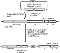 Schematic diagram Reverse genetics systems Coronaviridae Avian coronavirus Infectious Bronchitis Virus (IBV) demonstrating the TDS transient dominant selection (TDS) method for integrating a modified IBV sequence into the full-length IBV cDNA within the genome of a recombinant vaccinia virus (vNotI-IBVFL).