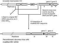 Schematic diagram Reverse genetics systems Coronaviridae Avian coronavirus Infectious Bronchitis Virus (IBV) demonstrating the second step of the TDS transient dominant selection (TDS) method.