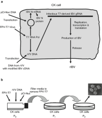 A schematic representation Reverse genetics systems Coronaviridae Avian coronavirus Infectious Bronchitis Virus (IBV) of the recoveryVirus Recovery process for obtaining rIBV from DNA isolated from a recombinant vaccinia virus containing a full-length IBV cDNA under the control of a T7 promoterT7 Promoter .