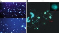 Intact nucleinuclei from Arabidopsis rootsroots .