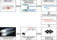 CRISPR-Cas-mediated genome editing workflow for Xenopus tropicalis.