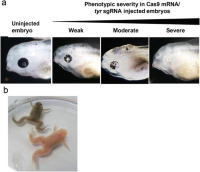 Representative phenotypes in the Cas9 and sgRNA injected embryos (founder generation).