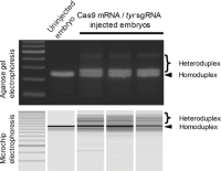 Detection of CRISPR-Cas-mediated mutagenesis using heteroduplex mobility assay.