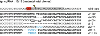 Sequence analysis of a tyrosinase disrupted embryo.