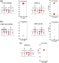 Schematic view of magnetization transfer in triple-resonance NMR experiments for backbone assignment.