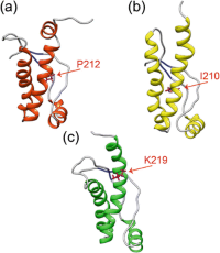 The lowest energy 3D structures of the folded domains (residues 125–231) of HuPrP variants at pH 5.5.