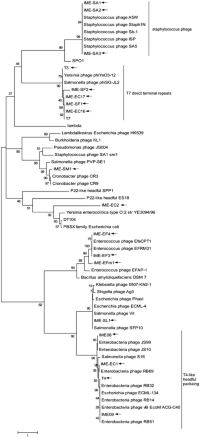 Phylogenetic tree Genome Genome Termini Bacteriophage of bacteriophages.
