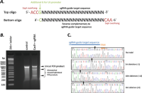 CRISPRCRISPR cloningCloning and in vitro testing set up.