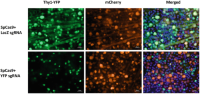 CRISPRCRISPR crispr/cas /Cas-mediated gene editingGene editing of retinal cells in vivo.