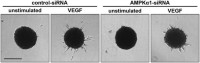 AMPKα1 is involved in VEGF-induced sproutingSprouting .