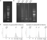 (a) Example of a DNA gel of sonicated chromatin.