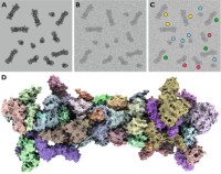 Image classification in single-particle cryo-EM.